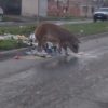 La imagen de un animal exótico en la calle se hizo viral y en las redes ironizaron: “Que raros están los perros en La Plata”