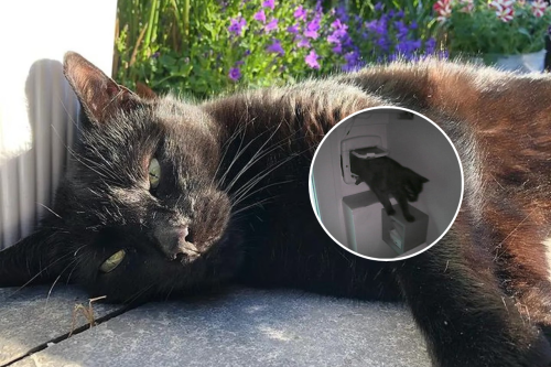 “Pépito is out”: furor en las redes sociales por el gato que entra y sale de su casa por una ventana