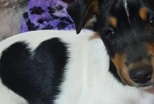 "¡Su mancha es un corazón!": compartió la foto de su mascota en la redes y enterneció a todos