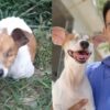 ¡Emocionante!: vio la publicación de una perrita abandonada y le cambió la vida por completo