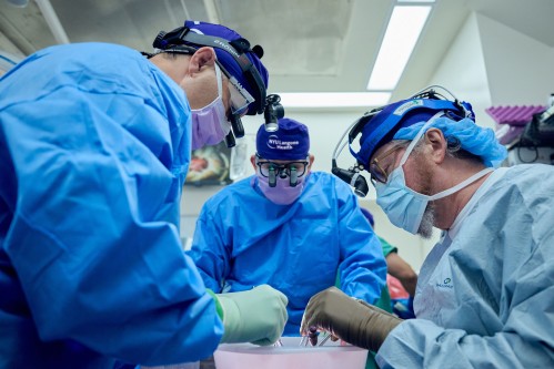 Avanza la implementación de riñones de cerdo en trasplantes humanos: en un caso inédito