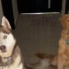 Filmó la relación diaria entre sus perros Golden Retriever y Husky Siberiano y obtuvo una divertida repercusión