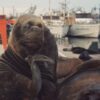 Crece la preocupación por la muerte de lobos marinos enfermos de gripe aviar en Mar del Plata