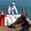 Preocupación por la muerte de decenas de lobos marinos: detectaron casos positivos de gripe aviar