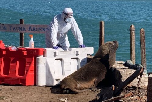 Preocupación por la muerte de decenas de lobos marinos: detectaron casos positivos de gripe aviar