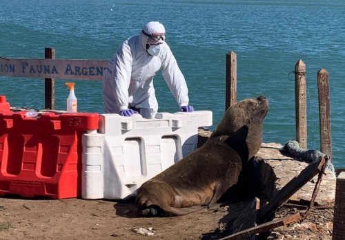 Preocupación por la muerte de decenas de lobos marinos: detectaron casos positivos de gripe aviar