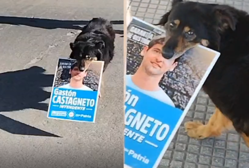 “Lo votó hasta un perro”: una platense filmó a un animal en plena jornada electoral con un cartel de Castagneto en su boca