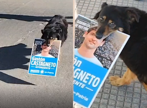 “Lo votó hasta un perro”: una platense filmó a un animal en plena jornada electoral con un cartel de Castagneto en su boca