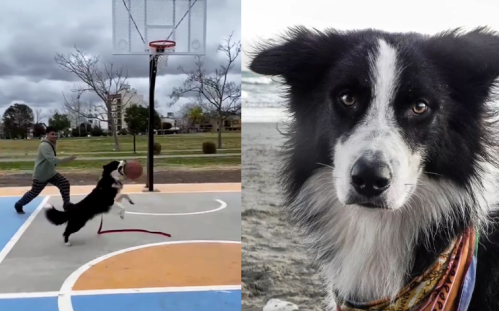 El perro superestrella de La Plata que cautivó a todos jugando al básquet: "Sos el mejor"