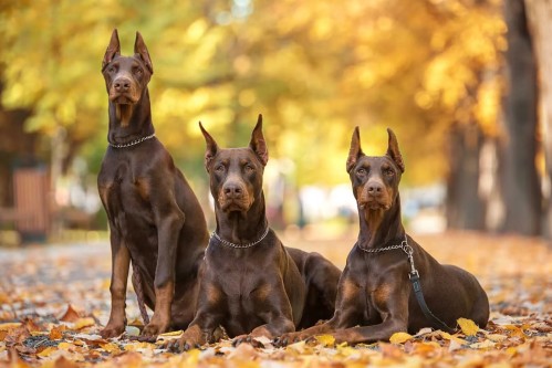 Analizan enfermedades humanas gracias a la ayuda de los animales: el experimento con 540 perros