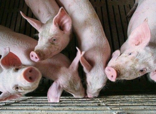 Histórica aplicación en China: cultivaron riñones humanizados dentro de cerdos