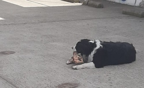 Un alumno de Medicina de la UNLP halló a un perro masticando una cadera humana en El Mondongo