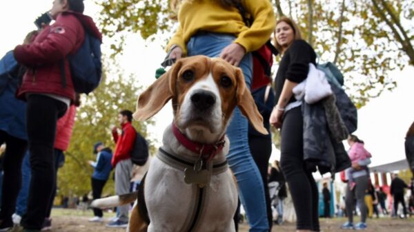 Harán un gran censo de mascotas en La Plata para saber cuántas están vacunadas