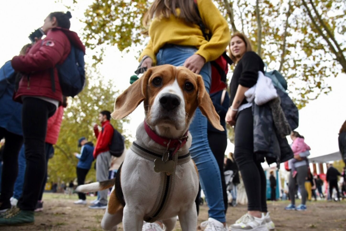 Harán un gran censo de mascotas en La Plata para saber cuántas están vacunadas