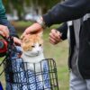 Alerta en un barrio de La Plata por envenenamiento de gatos y perros