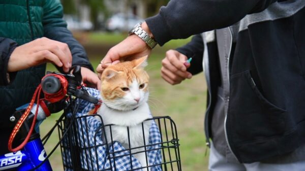 Alerta en un barrio de La Plata por envenenamiento de gatos y perros