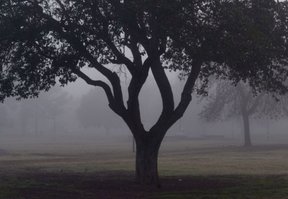 La primavera empezó en La Plata con un jueves gris de neblina y lloviznas