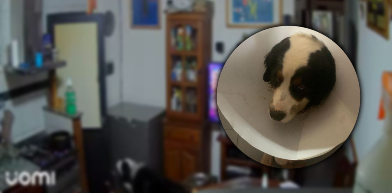 Así se recupera el perro baleado en la brutal entradera en una casa de La Plata
