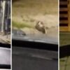 VIDEO: Una comadreja suelta soprendió en pleno casco urbano de La Plata