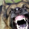 Murió una mujer tras ser atacada por sus tres perros en la puerta de su casa