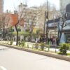 La Comuna plantó casi un centenar de nuevos tilos sobre avenida 7