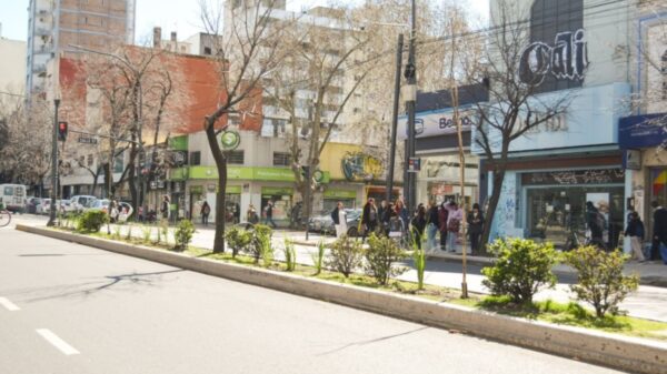 La Comuna plantó casi un centenar de nuevos tilos sobre avenida 7