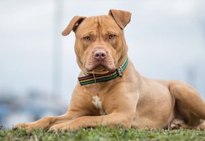 Un pitbull atacó a una nena de 2 años y le hundió el cráneo