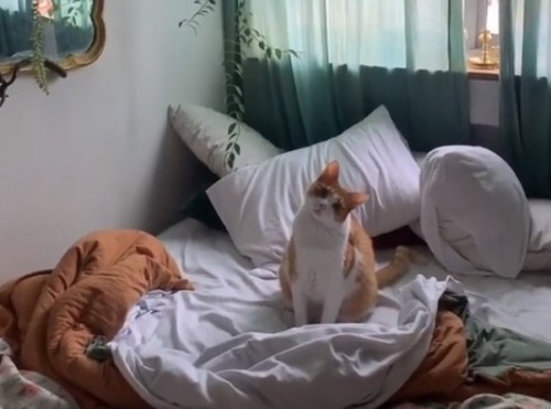 “Tengo un gato que me manipula”: una joven que se iba a trabajar mostró cómo su mascota le pedía que se quede en la cama