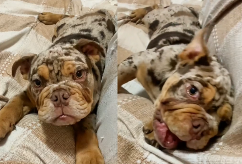 Una joven platense creía que tenía de mascota a un perro